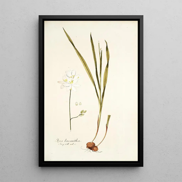 Nikolaus Joseph Freiherr von Jacquin - Ixia leucantha.webp