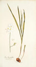 Ixia leucantha - Nikolaus Joseph Freiherr von Jacquin — weergave van het kunstwerk