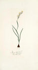 Ixia linearis - Nikolaus Joseph Freiherr von Jacquin — weergave van het kunstwerk