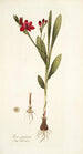 Ixia punicea - Nikolaus Joseph Freiherr von Jacquin — weergave van het kunstwerk