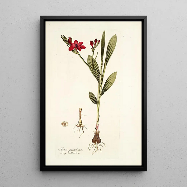 Nikolaus Joseph Freiherr von Jacquin - Ixia punicea.webp