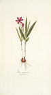 Ixia purpurea - Nikolaus Joseph Freiherr von Jacquin — weergave van het kunstwerk