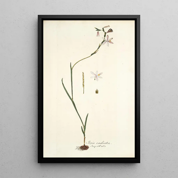 Nikolaus Joseph Freiherr von Jacquin - Ixia radiata.webp