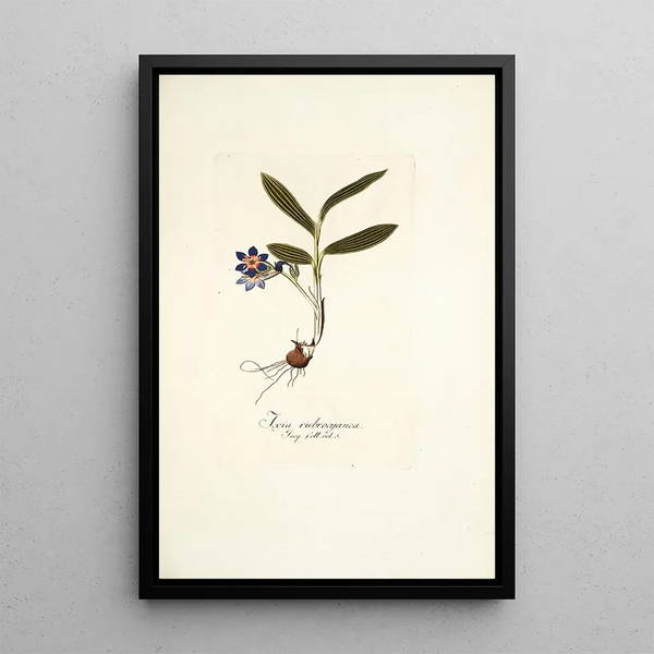 Nikolaus Joseph Freiherr von Jacquin - Ixia rubrocyanea.webp