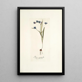 Nikolaus Joseph Freiherr von Jacquin - Ixia secunda.webp