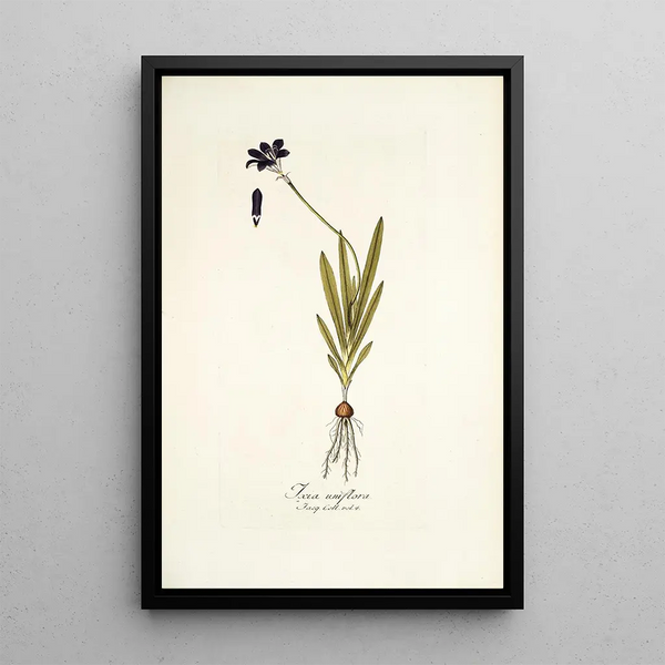 Nikolaus Joseph Freiherr von Jacquin - Ixia uniflora.webp
