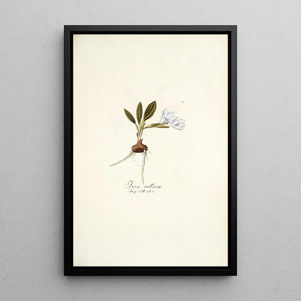 Nikolaus Joseph Freiherr von Jacquin - Ixia villosa.webp