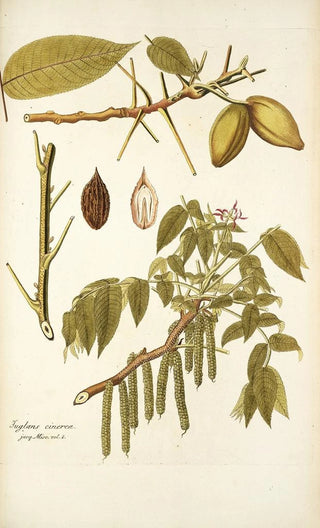 Nikolaus Joseph Freiherr von Jacquin - Juglans cinerea.webp
