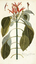 Justicia pulcherrima - Nikolaus Joseph Freiherr von Jacquin — weergave van het kunstwerk