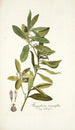 Kiggelaria integrifolia - Nikolaus Joseph Freiherr von Jacquin — weergave van het kunstwerk