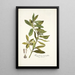Kiggelaria integrifolia - Nikolaus Joseph Freiherr von Jacquin — ingelijst kunstwerk aan de muur