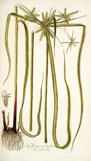 Nikolaus Joseph Freiherr von Jacquin - Kylinga incompleta.webp