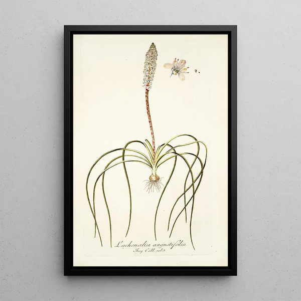 Nikolaus Joseph Freiherr von Jacquin - Lachenalia angustifolia.webp