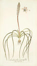 Lachenalia angustifolia - Nikolaus Joseph Freiherr von Jacquin — weergave van het kunstwerk