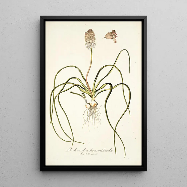 Nikolaus Joseph Freiherr von Jacquin - Lachenalia hyacinthoides.webp