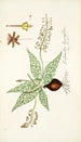 Lachenalia lanceaefolia - Nikolaus Joseph Freiherr von Jacquin — weergave van het kunstwerk