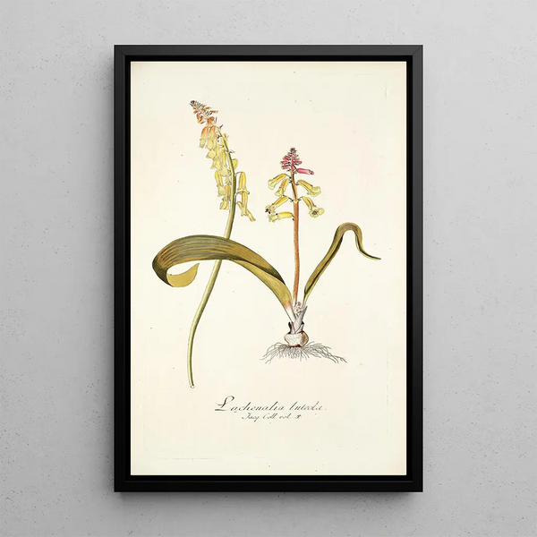 Nikolaus Joseph Freiherr von Jacquin - Lachenalia luteola.webp