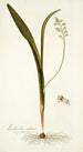 Lachenalia mediana - Nikolaus Joseph Freiherr von Jacquin — weergave van het kunstwerk