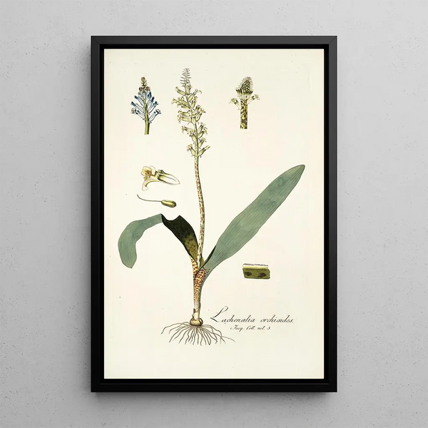 Nikolaus Joseph Freiherr von Jacquin - Lachenalia orchioides.webp