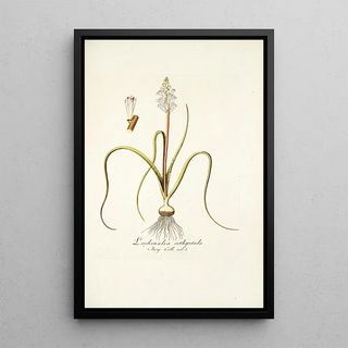 Nikolaus Joseph Freiherr von Jacquin - Lachenalia orthopetala.webp