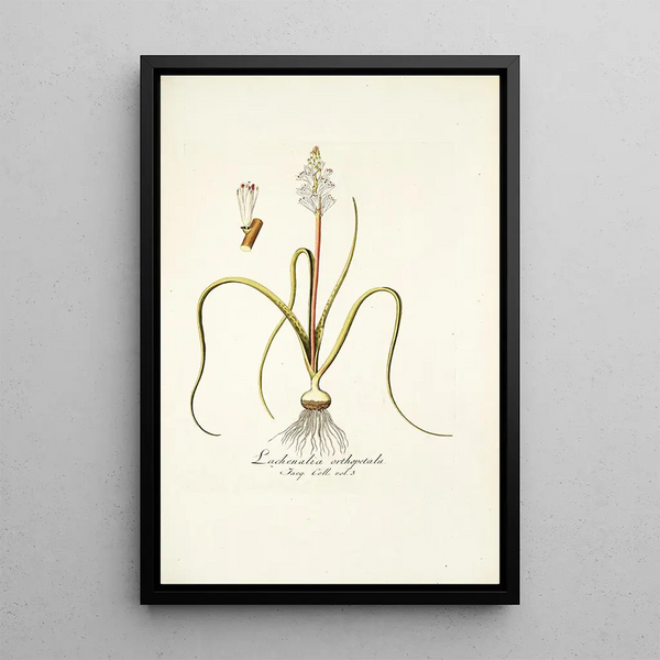 Nikolaus Joseph Freiherr von Jacquin - Lachenalia orthopetala.webp