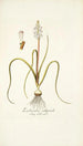 Lachenalia orthopetala - Nikolaus Joseph Freiherr von Jacquin — weergave van het kunstwerk