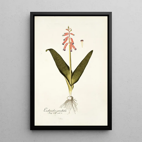 Nikolaus Joseph Freiherr von Jacquin - Lachenalia pendula.webp