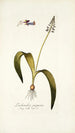 Lachenalia purpurea - Nikolaus Joseph Freiherr von Jacquin — weergave van het kunstwerk