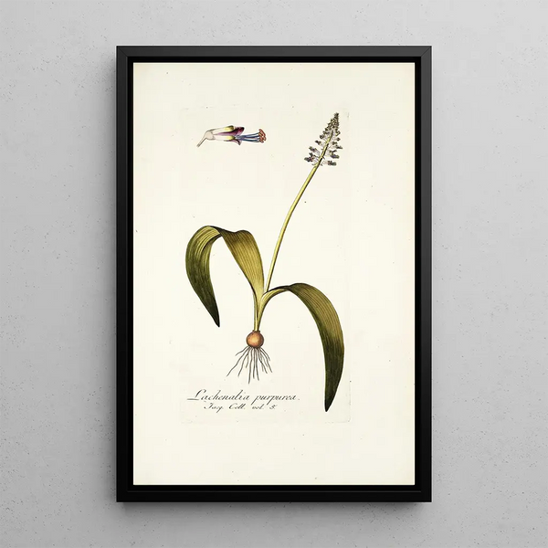 Nikolaus Joseph Freiherr von Jacquin - Lachenalia purpurea.webp