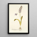 Lachenalia purpurocoerulea - Nikolaus Joseph Freiherr von Jacquin — ingelijst kunstwerk aan de muur