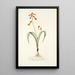 Lachenalia quadricolor - Nikolaus Joseph Freiherr von Jacquin — ingelijst kunstwerk aan de muur