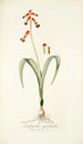Lachenalia quadricolor - Nikolaus Joseph Freiherr von Jacquin — weergave van het kunstwerk