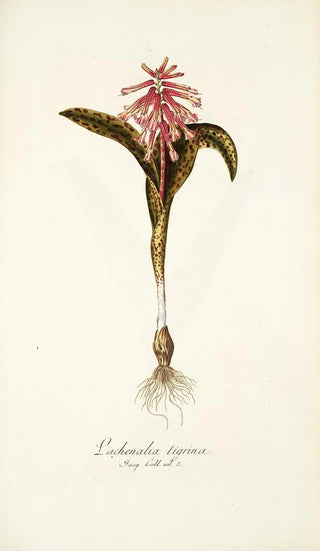 Nikolaus Joseph Freiherr von Jacquin - Lachenalia tigrina.webp