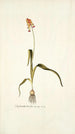 Lachenalia tricolor - Nikolaus Joseph Freiherr von Jacquin — weergave van het kunstwerk