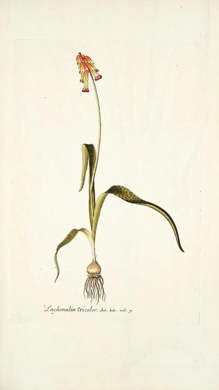 Nikolaus Joseph Freiherr von Jacquin - Lachenalia tricolor.webp