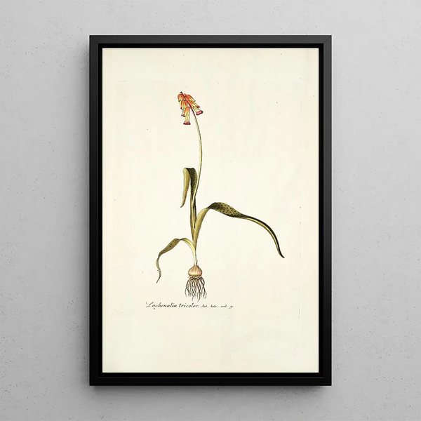 Nikolaus Joseph Freiherr von Jacquin - Lachenalia tricolor.webp