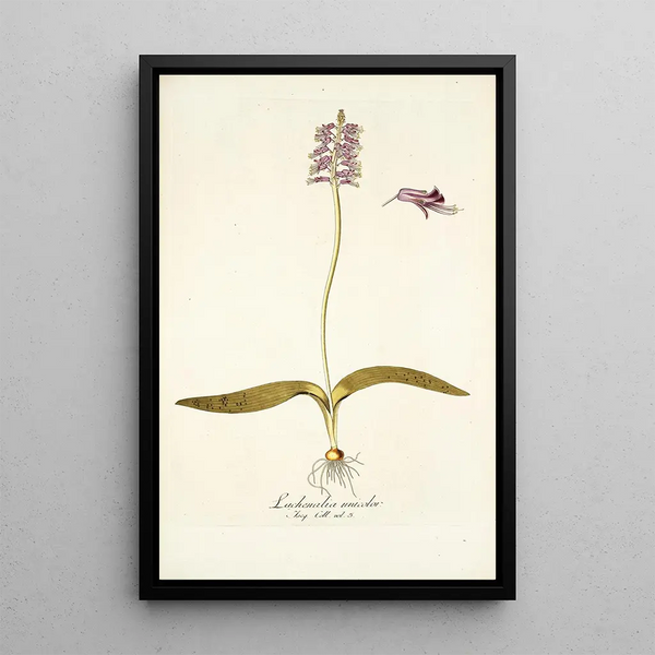 Nikolaus Joseph Freiherr von Jacquin - Lachenalia unicolor.webp