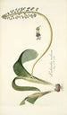 Lachenalia violacea - Nikolaus Joseph Freiherr von Jacquin — weergave van het kunstwerk