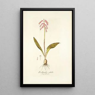 Nikolaus Joseph Freiherr von Jacquin - Lachenlia rubida.webp