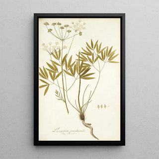 Nikolaus Joseph Freiherr von Jacquin - Laserpitium peucedanoides.webp