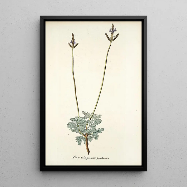 Nikolaus Joseph Freiherr von Jacquin - Lavandula pinnata.webp