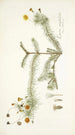 Leysera gnaphalodes - Nikolaus Joseph Freiherr von Jacquin — weergave van het kunstwerk