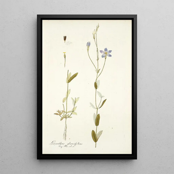 Nikolaus Joseph Freiherr von Jacquin - Lisianthus glaucifolius.webp