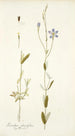 Lisianthus glaucifolius - Nikolaus Joseph Freiherr von Jacquin — weergave van het kunstwerk