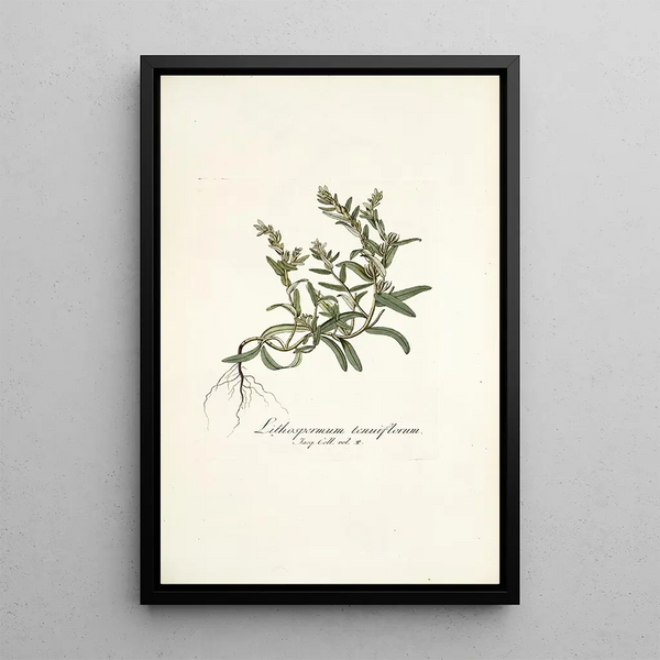 Nikolaus Joseph Freiherr von Jacquin - Lithospermum tenuiflorum.webp