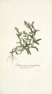 Lithospermum tenuiflorum - Nikolaus Joseph Freiherr von Jacquin — weergave van het kunstwerk