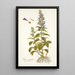 Lobelia siphilitica - Nikolaus Joseph Freiherr von Jacquin — ingelijst kunstwerk aan de muur