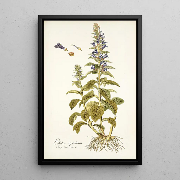 Nikolaus Joseph Freiherr von Jacquin - Lobelia siphilitica.webp