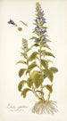 Lobelia siphilitica - Nikolaus Joseph Freiherr von Jacquin — weergave van het kunstwerk