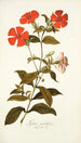 Lychnis grandiflora - Nikolaus Joseph Freiherr von Jacquin — weergave van het kunstwerk